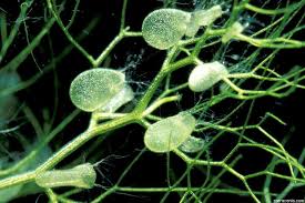 Attēlu rezultāti vaicājumam “Utricularia minor leaf”