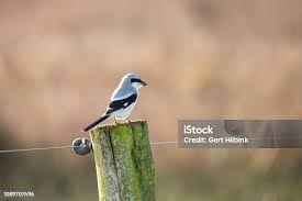 Attēlu rezultāti vaicājumam “Lanius excubitor”