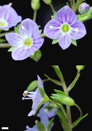 Attēlu rezultāti vaicājumam “Veronica anagallis-aquatica leaf”