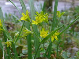 Attēlu rezultāti vaicājumam “Gagea lutea”