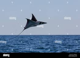 Image result for Mobula munkiana