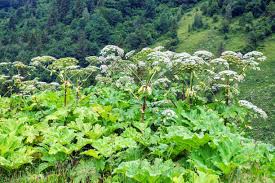 Attēlu rezultāti vaicājumam “Heracleum sosnowskyi fruit”
