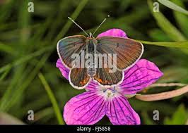 Attēlu rezultāti vaicājumam “Eumedonia eumedon”