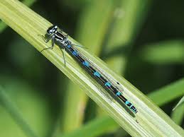 Attēlu rezultāti vaicājumam “Coenagrion pulchellum female”
