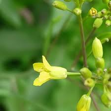 Attēlu rezultāti vaicājumam “Sisymbrium volgense flower”
