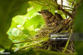 Attēlu rezultāti vaicājumam “Turdus philomelos nest”