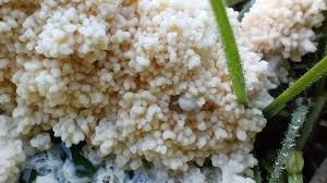 Attēlu rezultāti vaicājumam “Didymium spongiosum”