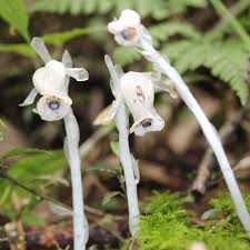 Image result for ギンリョウソウ