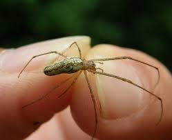 Attēlu rezultāti vaicājumam “Tetragnatha montana”