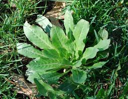 Attēlu rezultāti vaicājumam “Oenothera biennis leaf”