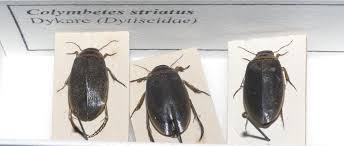 Attēlu rezultāti vaicājumam “Colymbetes striatus”