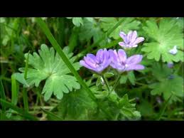 Attēlu rezultāti vaicājumam “Geranium pyrenaicum leaf”