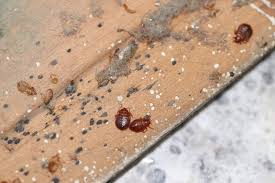 Image result for bed bugs