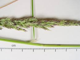 Attēlu rezultāti vaicājumam “Calamagrostis canescens leaf”