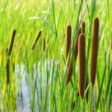 Attēlu rezultāti vaicājumam “Typha angustifolia”