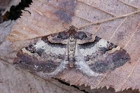 Attēlu rezultāti vaicājumam “Earophila badiata”