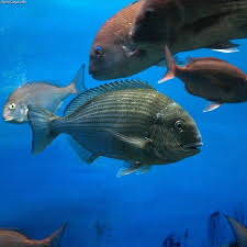 Image result for Rhabdosargus holubi