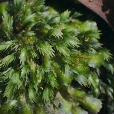 Attēlu rezultāti vaicājumam “Fissidens osmundoides”