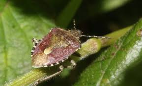 Attēlu rezultāti vaicājumam “Dolycoris baccarum”