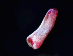 Attēlu rezultāti vaicājumam “Tubifera magna macro”