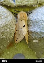 Attēlu rezultāti vaicājumam “Spilosoma lutea imago”