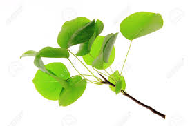 Attēlu rezultāti vaicājumam “Pyrus pyraster leaf”