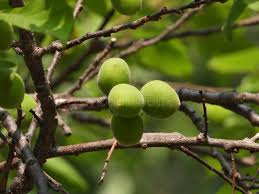 Attēlu rezultāti vaicājumam “Prunus armeniaca leaf”