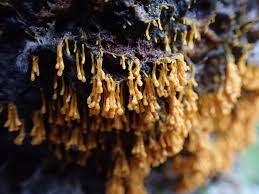 Attēlu rezultāti vaicājumam “Badhamia utricularis”