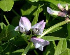 Attēlu rezultāti vaicājumam “Vicia sepium leaf”