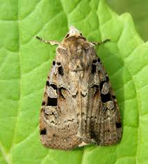 Attēlu rezultāti vaicājumam “Xestia triangulum”