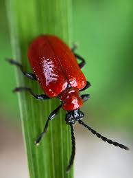 Attēlu rezultāti vaicājumam “Lilioceris lilii”