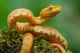 Image result for Spen Valley Vipers