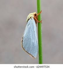Attēlu rezultāti vaicājumam “Hepialus humuli female”