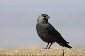 Attēlu rezultāti vaicājumam “Corvus monedula adult”