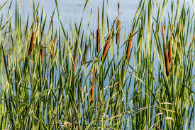 Attēlu rezultāti vaicājumam “Typha angustifolia”