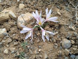 Attēlu rezultāti vaicājumam “Colchicaceae”