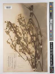 Image result for Artemisia gmelinii