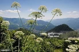 Attēlu rezultāti vaicājumam “Laserpitium latifolium leaf”