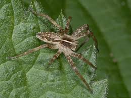 Attēlu rezultāti vaicājumam “Pisaura mirabilis”