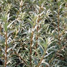 Attēlu rezultāti vaicājumam “Hippophae rhamnoides male flower”