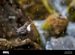 Attēlu rezultāti vaicājumam “Cinclus cinclus adult”