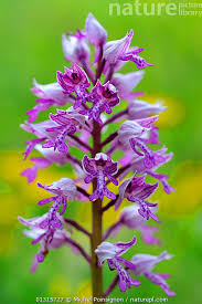 Attēlu rezultāti vaicājumam “Orchis militaris flower”