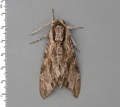 Attēlu rezultāti vaicājumam “Crambus pratella”