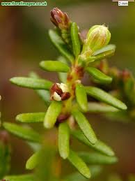 Attēlu rezultāti vaicājumam “Empetrum nigrum flower”