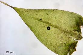 Attēlu rezultāti vaicājumam “Isothecium myosuroides”