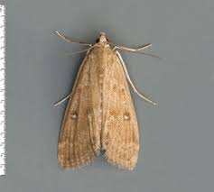 Attēlu rezultāti vaicājumam “Parapoynx stratiotata male”