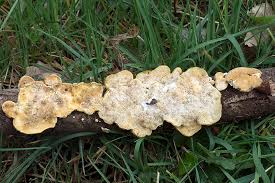 Attēlu rezultāti vaicājumam “Trametes ochracea”