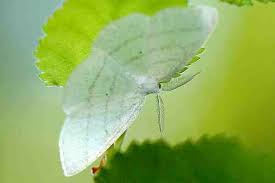 Attēlu rezultāti vaicājumam “Cabera pusaria”