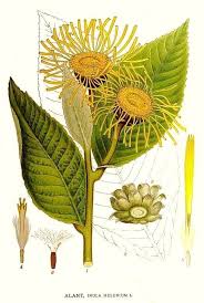 Attēlu rezultāti vaicājumam “Inula helenium”