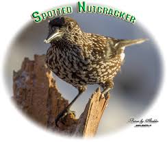 Attēlu rezultāti vaicājumam “Nucifraga caryocatactes adult”